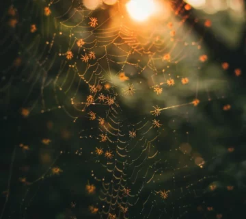 קישורים עכבישי הרשת בגוגל